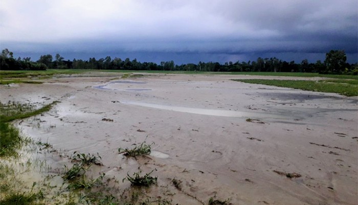 বন্যার পর ফসলি জমিতে বালুর স্তর, দিশেহারা কৃষক