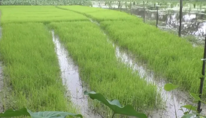 বন্যা-জলাবদ্ধতায় বিপর্যস্ত কৃষি: পুঁজি হারিয়ে দিশেহারা কৃষক