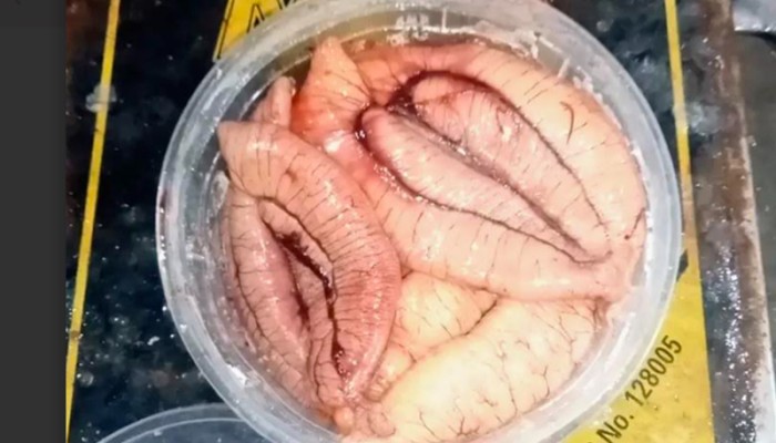ইলিশের ডিমের কেজি ৬ হাজার টাকা