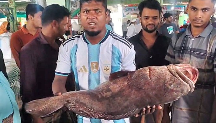 ২৬ কেজির সামুদ্রিক ভোল মাছ ৩৫ হাজারে বিক্রি