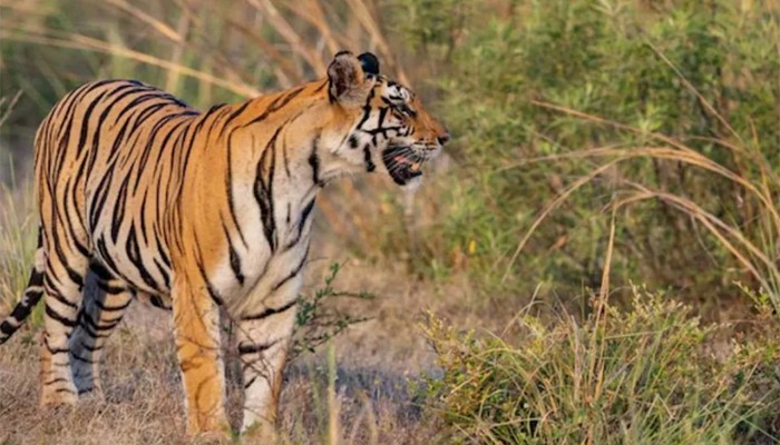 গভীর রাতে দরজাহীন কুঁড়েঘরে বাঘের হানায় ছিন্নভিন্ন নারী