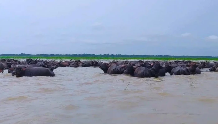 ঝুঁকিতে কালো সোনার ঘাটি: ২০০ বছরেও হয়নি টেকসই কেল্লা