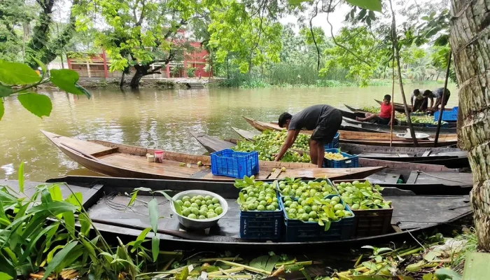 ভাসমান পেয়ারা বাগানে প্রাণের স্পন্দন