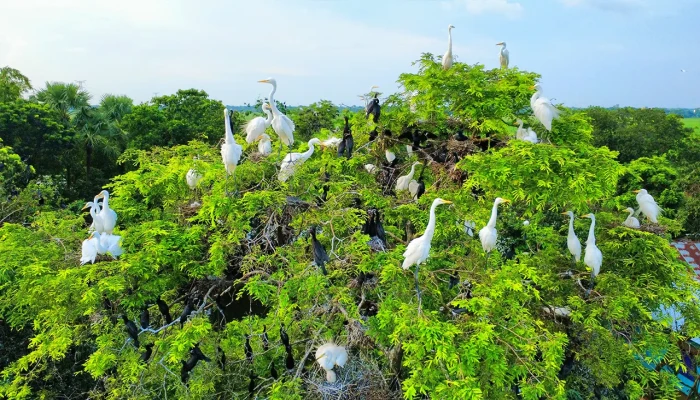 ভোর হতেই পাখির কলতানে জেগে ওঠে যে গ্রাম