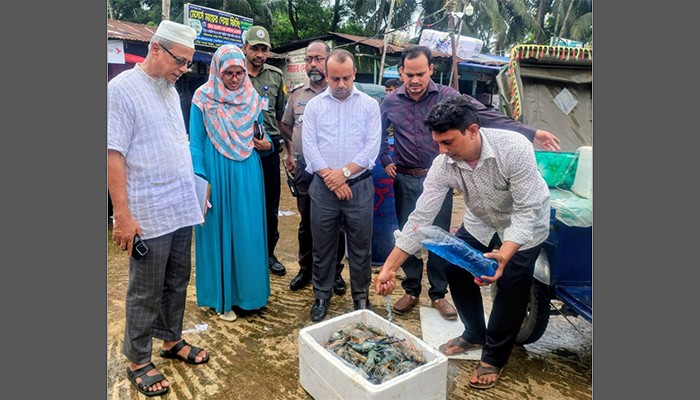 ​ফেনীতে ৩৮ কেজি জেলি পুশ করা চিংড়ি ও ৩ টন আফ্রিকান মাগুর জব্দ
