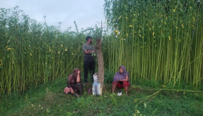 পাটক্ষেতেই কাটছে ওদের দিন!