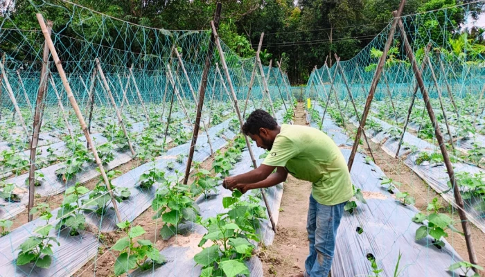 আধুনিক পদ্ধতির সবজি চাষে ঝুঁকছেন কৃষকেরা