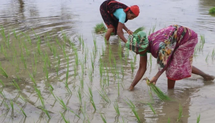 সারের দামে হতাশ কৃষক: ডিলারের কাছেও মিলছে না সার