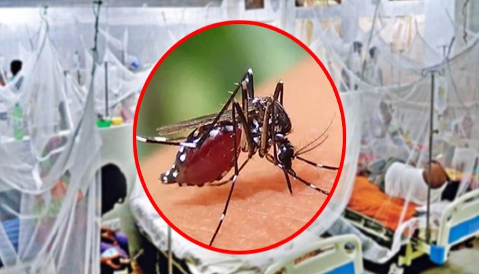​ডেঙ্গুতে আরো দুইজনের মৃত্যু