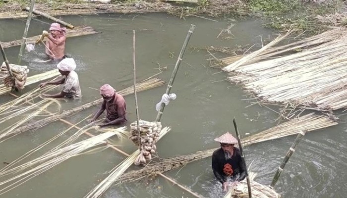 পাটের ভালো ফলনে কৃষকের মুখে হাসি