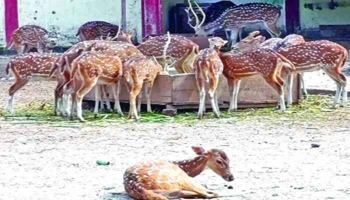 রংপুর চিড়িয়াখানায় হরিণের সংখ্যায় গরমিল