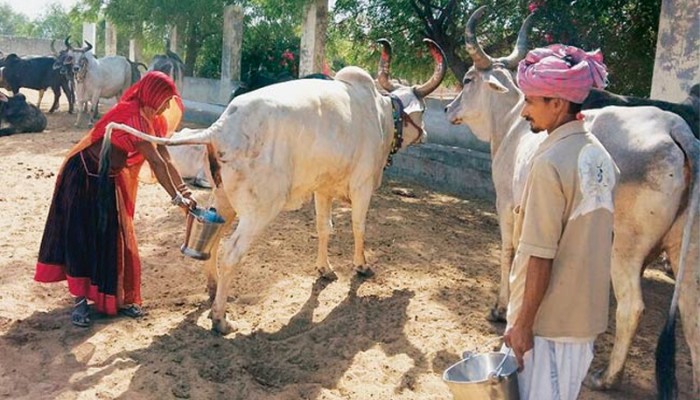 ভারতে সরকারিভাবে গোমূত্র সংগ্রহ শুরু
