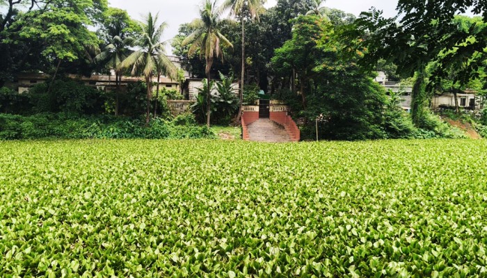 কচুরিপানায় ঐতিহ্য হারাচ্ছে  রাজদিঘি