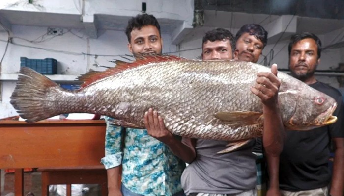 ​সাড়ে ৩ লাখে বিক্রি হলো মাছটি