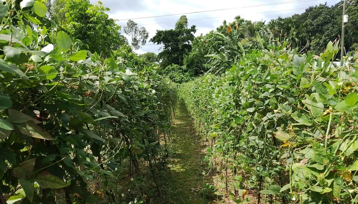 কুড়িগ্রামে সবজির ফলন ভালো, দামেও খুশি চাষিরা