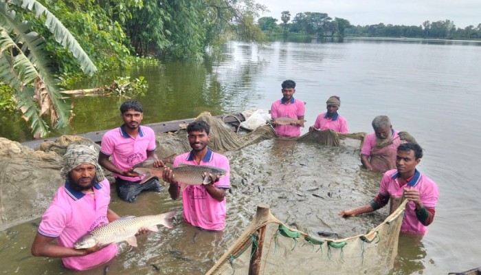 খামারে খামারে মাছের মেলা