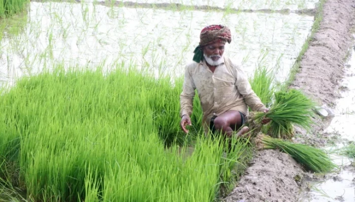 সংকটে উত্তরের চাষাবাদ: ৩৫০ টাকা বেশি দিয়ে কিনতে হচ্ছে সার
