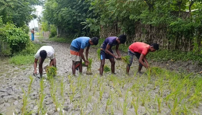 সড়ক সংস্কার না করায় ধানের চারা রোপণ করে প্রতিবাদ