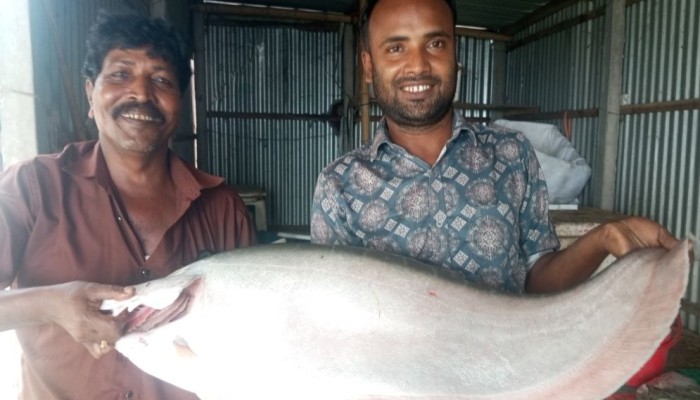 পদ্মার এক চিতলের দাম ১১ হাজার ৬৫০ টাকা