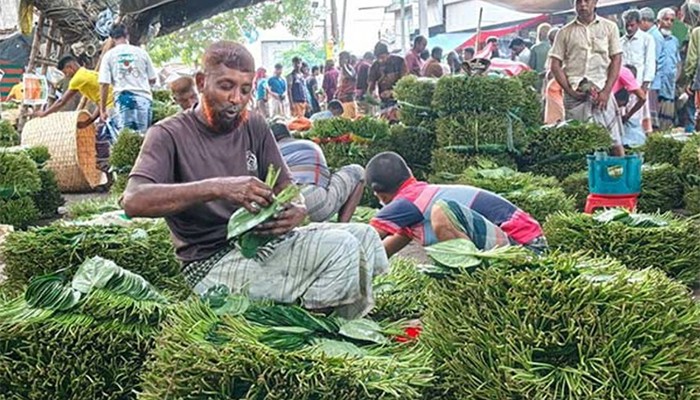 ​হাসি নেই পানচাষিদের মুখে