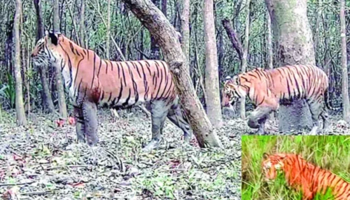 সেই বাঘিনীর খোঁজ মিলছে না, ৪০ ক্যামেরায়ও ধরা পড়েনি