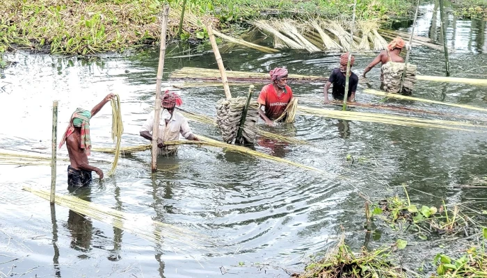 সোনালী আঁশ সংগ্রহে ব্যস্ত হরিরামপুরের চাষিরা