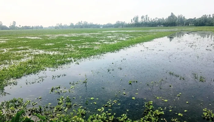 জলাবদ্ধতার ঝুঁকিতে আমন চাষ