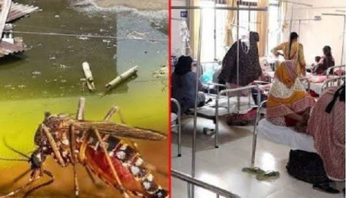 চাঁপাইনবাবগঞ্জে বাড়ছে ডেঙ্গুর চাপ, একদিনে হাসপাতালে ভর্তি ৩৯
