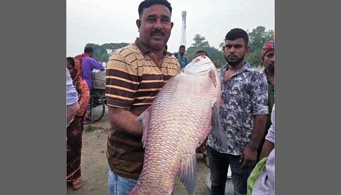 ​যমুনার এক কাতল ৪৬ হাজারে বিক্রি