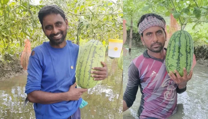 অসময়ে তরমুজ চাষে সাফল্যে মৃত্যুঞ্জয়ের মুখে হাসি