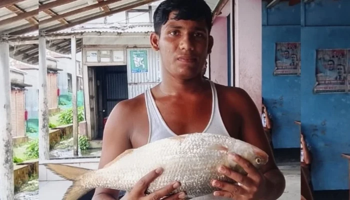 মেঘনার এক ইলিশের দাম সাড়ে ৮ হাজার টাকা