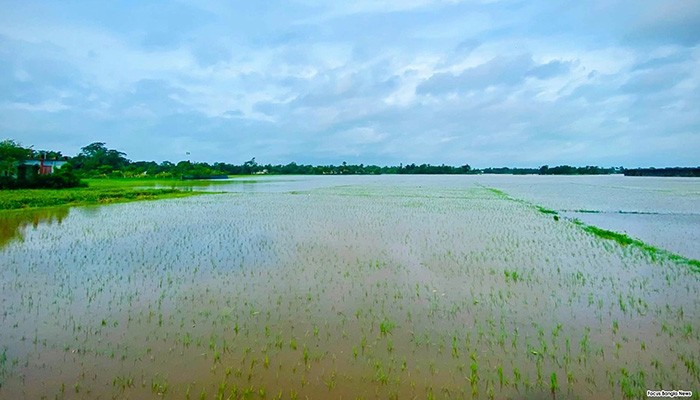 পাহাড়ি ঢলের পানিতে তলিয়ে গেছে ২৫০ হেক্টর ফসলি জমি