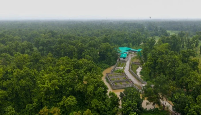 শিল্পায়নে বলি হচ্ছে বনাঞ্চল