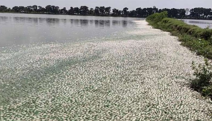 বিদ্যুৎ বিভ্রাট নয়, ব্যবস্থাপনার ঘাটতির কারণেই খামারে মাছের মৃত্যু