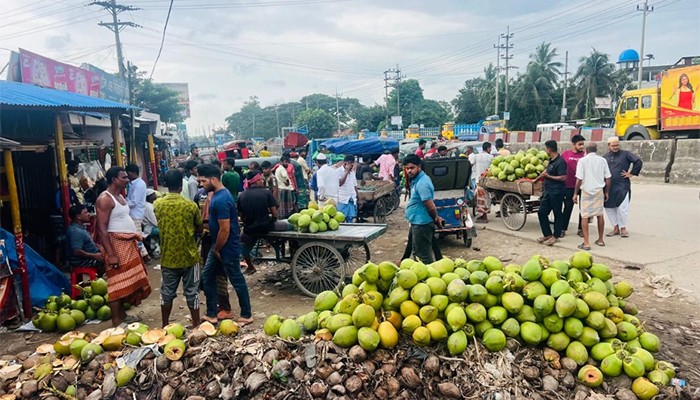 ​লালপুলে ডাবের বিশাল বাজার, মাসে কোটি টাকার কারবার