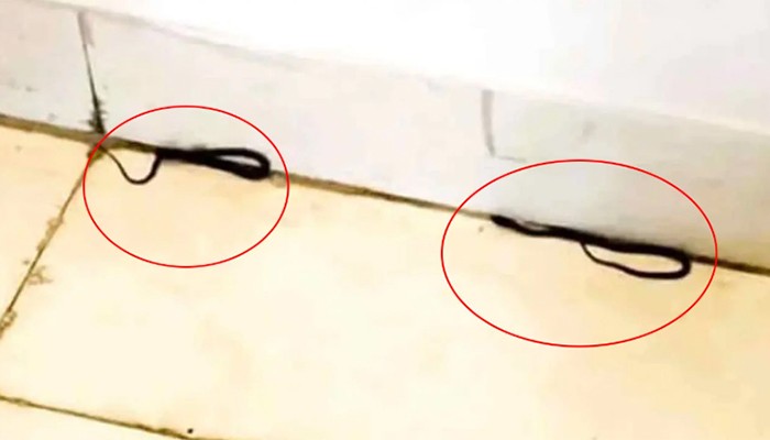 ​শিক্ষা মন্ত্রণালয়ে সাপের হানা