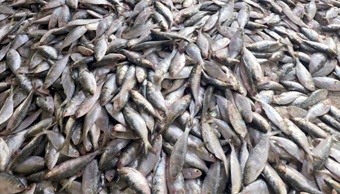 ​৮০ মণ ইলিশ, ২০ লাখে বিক্রি