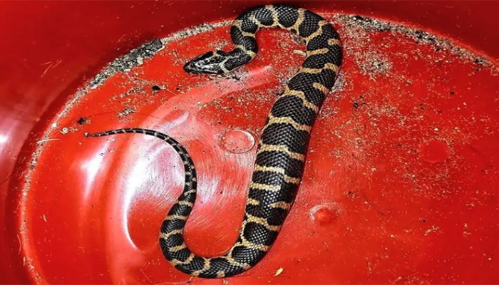 ​শ্রীমঙ্গল থেকে বিরল প্রজাতির ‘সাইবোল্ডস ওয়াটার স্নেক’ উদ্ধার