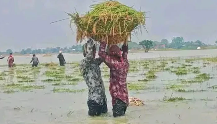 ত্রিমুখী সংকটে লাখো কৃষক