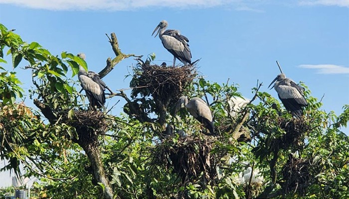 ​পাখির নিরাপদ আশ্রয় পঞ্চগড়ের নাজিরপাড়া