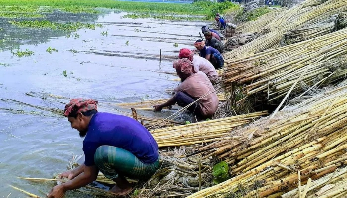 পাটের ভালো ফলন ও কাঙ্ক্ষিত দাম পেয়ে খুশি কৃষক