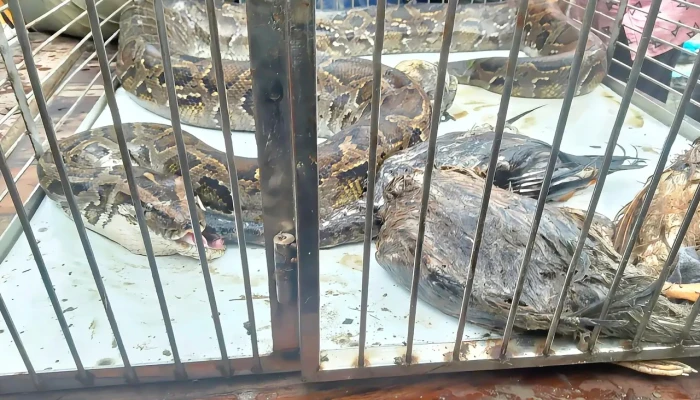 শ্যামনগরে মুরগির খামার থেকে ১৭ ফুট অজগর উদ্ধার