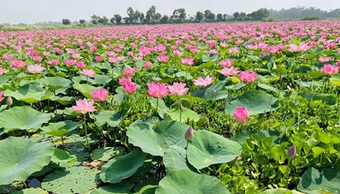​তাড়াশে পদ্মবিল যেন এক টুকরো স্বর্গ!