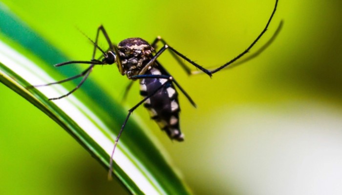 ​ডেঙ্গুতে প্রাণ গেল আরও চারজনের