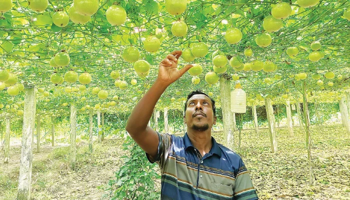 কৃষিতে ঝুকছে তারুণ্য:  দেশে ফলছে বিদেশি ফল