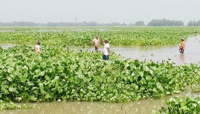 কচুরিপানায় নষ্ট হচ্ছে সৌন্দর্য: চলনবিল বাড়ছে কৃষকের খরচ