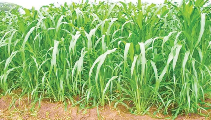 ঘাস সংকটে অর্ধেকে নামলো দুধ উৎপাদন