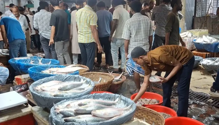 চাঁদপুরে দাম কমলো ইলিশের