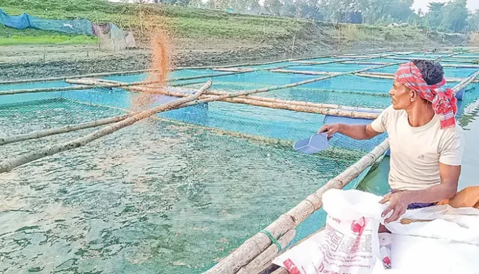 খাঁচায় মাছ চাষে ভাগ্য বদল