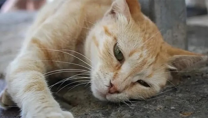 ​জর্ডানে ‘বিষ খাইয়ে’ অর্ধশতাধিক বিড়াল হত্যা, জনতার ক্ষোভ